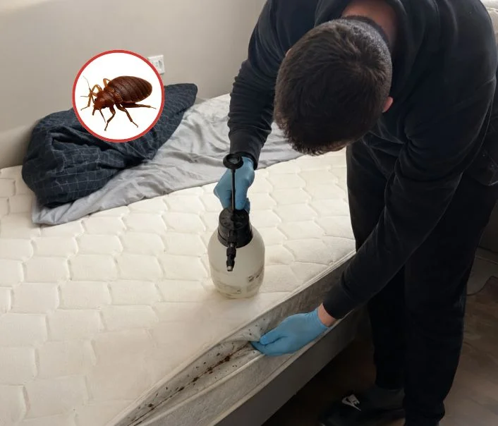 Technicien traitant un matelas contre les punaises de lit à Puiselet-le-Marais